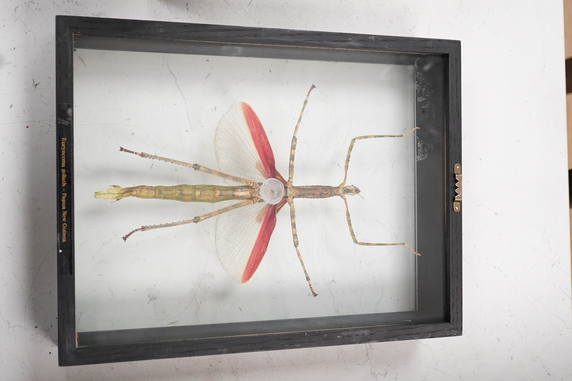 A collection of four cased taxidermy insects; the male and female Atlas Moths, 38.5cm x 31cm x 5.5cm, a Praying Mantis, a Harlequin beetle, and a Scorpion, all mounted in black painted frames, with glazed front and back